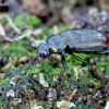 Ground beetle - Loricera pilicornis | Fotografijos autorius : Romas Ferenca | © Macronature.eu | Macro photography web site