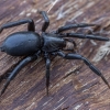 Ground spider - Drassyllus praeficus ♀ | Fotografijos autorius : Žilvinas Pūtys | © Macronature.eu | Macro photography web site