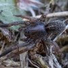 Ground wolf-spider - Trochosa terricola ♂ | Fotografijos autorius : Žilvinas Pūtys | © Macronature.eu | Macro photography web site