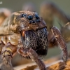 Ground wolf-spider - Trochosa terricola | Fotografijos autorius : Oskaras Venckus | © Macronature.eu | Macro photography web site
