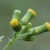 Groundsel - Senecio vulgaris | Fotografijos autorius : Vytautas Gluoksnis | © Macronature.eu | Macro photography web site