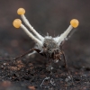 Grybas - Polycephalomyces cf. ramosus | Fotografijos autorius : Žilvinas Pūtys | © Macrogamta.lt | Šis tinklapis priklauso bendruomenei kuri domisi makro fotografija ir fotografuoja gyvąjį makro pasaulį.