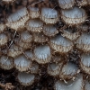 Grybas - Trichophaeopsis bicuspis | Fotografijos autorius : Žilvinas Pūtys | © Macrogamta.lt | Šis tinklapis priklauso bendruomenei kuri domisi makro fotografija ir fotografuoja gyvąjį makro pasaulį.