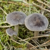  	  Pilkšvarudis baltikas - Tricholoma gausapatum | Fotografijos autorius : Vidas Brazauskas | © Macrogamta.lt | Šis tinklapis priklauso bendruomenei kuri domisi makro fotografija ir fotografuoja gyvąjį makro pasaulį.