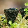 Rievėtoji miegė - Cyathus striatus | Fotografijos autorius : Gintautas Steiblys | © Macrogamta.lt | Šis tinklapis priklauso bendruomenei kuri domisi makro fotografija ir fotografuoja gyvąjį makro pasaulį.