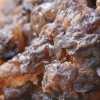 Drebutis - Exidia candida var. cartilaginea | Fotografijos autorius : Gintautas Steiblys | © Macrogamta.lt | Šis tinklapis priklauso bendruomenei kuri domisi makro fotografija ir fotografuoja gyvąjį makro pasaulį.