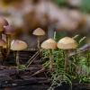 Eglinė kūgiabudė - Galerina marginata | Fotografijos autorius : Darius Baužys | © Macrogamta.lt | Šis tinklapis priklauso bendruomenei kuri domisi makro fotografija ir fotografuoja gyvąjį makro pasaulį.