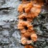 Spindulinis raukšliagrybis - Phlebia radiata | Fotografijos autorius : Ramunė Vakarė | © Macrogamta.lt | Šis tinklapis priklauso bendruomenei kuri domisi makro fotografija ir fotografuoja gyvąjį makro pasaulį.