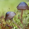 Vėlyvoji šalmabudė - Mycena tintinnabulum | Fotografijos autorius : Gintautas Steiblys | © Macrogamta.lt | Šis tinklapis priklauso bendruomenei kuri domisi makro fotografija ir fotografuoja gyvąjį makro pasaulį.