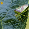 Gudobelinė skydblakė | Hawthorn shield bug | Acanthosoma haemorrhoidale | Fotografijos autorius : Darius Baužys | © Macrogamta.lt | Šis tinklapis priklauso bendruomenei kuri domisi makro fotografija ir fotografuoja gyvąjį makro pasaulį.