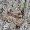 Gypsy moth - Lymantria dispar ♂ | Fotografijos autorius : Romas Ferenca | © Macronature.eu | Macro photography web site