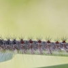 Gypsy moth - Lymantria dispar, caterpillar | Fotografijos autorius : Gediminas Gražulevičius | © Macronature.eu | Macro photography web site