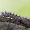 Gypsy moth - Lymantria dispar, caterpillar | Fotografijos autorius : Zita Gasiūnaitė | © Macronature.eu | Macro photography web site