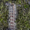 Neporinis verpikas - Lymantria dispar, vikšras | Fotografijos autorius : Zita Gasiūnaitė | © Macronature.eu | Macro photography web site