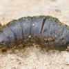 Gypsy moth - Lymantria dispar, pupa | Fotografijos autorius : Romas Ferenca | © Macronature.eu | Macro photography web site