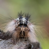 Gypsy moth - Lymantria dispar | Fotografijos autorius : Dalia Račkauskaitė | © Macronature.eu | Macro photography web site
