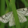 Gyslotasis sprindžius - Siona lineata | Fotografijos autorius : Gintautas Steiblys | © Macrogamta.lt | Šis tinklapis priklauso bendruomenei kuri domisi makro fotografija ir fotografuoja gyvąjį makro pasaulį.