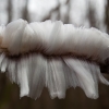 Hair ice - Exidiopsis effusa | Fotografijos autorius : Zita Gasiūnaitė | © Macronature.eu | Macro photography web site