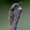 Hairy click beetle - Synaptus filiformis | Fotografijos autorius : Romas Ferenca | © Macronature.eu | Macro photography web site