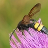 Hairy scoliid wasp - Scolia hirta ♂ | Fotografijos autorius : Gintautas Steiblys | © Macronature.eu | Macro photography web site