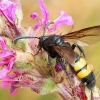 Hairy scoliid wasp - Scolia hirta ♂ | Fotografijos autorius : Gintautas Steiblys | © Macronature.eu | Macro photography web site