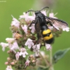 Hairy scoliid wasp - Scolia hirta | Fotografijos autorius : Vytautas Tamutis | © Macronature.eu | Macro photography web site