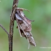 Hairy sweep - Canephora hirsuta, caterpillar bag  | Fotografijos autorius : Gediminas Gražulevičius | © Macronature.eu | Macro photography web site