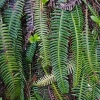 Hard fern - Struthiopteris spicant | Fotografijos autorius : Gintautas Steiblys | © Macronature.eu | Macro photography web site