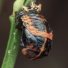 Harlequin Ladybird - Harmonia axyridis, pupa | Fotografijos autorius : Gintautas Steiblys | © Macronature.eu | Macro photography web site