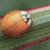 Harlequin Ladybird - Harmonia axyridis | Fotografijos autorius : Gintautas Steiblys | © Macronature.eu | Macro photography web site
