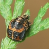 Azijinė boružė - Harmonia axyridis, lėliukė | Fotografijos autorius : Vidas Brazauskas | © Macronature.eu | Macro photography web site