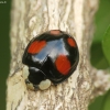 Harlequin ladybird - Harmonia axyridis | Fotografijos autorius : Vidas Brazauskas | © Macronature.eu | Macro photography web site