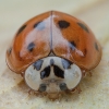 Azijinė boružė - Harmonia axyridis | Fotografijos autorius : Žilvinas Pūtys | © Macronature.eu | Macro photography web site