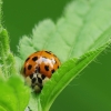 Harlequin ladybird - Harmonia axyridis | Fotografijos autorius : Vidas Brazauskas | © Macronature.eu | Macro photography web site