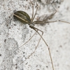 Harvestman Cellar Spider - Pholcus opilionoides ♀ | Fotografijos autorius : Kazimieras Martinaitis | © Macronature.eu | Macro photography web site