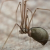 Harvestman Cellar Spider - Pholcus opilionoides ♀ | Fotografijos autorius : Gintautas Steiblys | © Macronature.eu | Macro photography web site