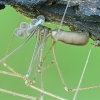 Harvestman Cellar Spider - Pholcus opilionoides | Fotografijos autorius : Gintautas Steiblys | © Macrogamta.lt | Šis tinklapis priklauso bendruomenei kuri domisi makro fotografija ir fotografuoja gyvąjį makro pasaulį.