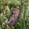 Šauktukinis dirvinukas - Agrotis exclamationis | Fotografijos autorius : Vytautas Gluoksnis | © Macronature.eu | Macro photography web site