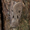 Šauktukinis dirvinukas - Agrotis exclamationis | Fotografijos autorius : Žilvinas Pūtys | © Macronature.eu | Macro photography web site