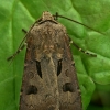 Heart and Dart - Agrotis exclamationis | Fotografijos autorius : Gintautas Steiblys | © Macronature.eu | Macro photography web site