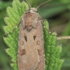 Heart and Dart - Agrotis exclamationis | Fotografijos autorius : Gintautas Steiblys | © Macronature.eu | Macro photography web site