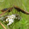 Heath fritillary (Melitaea athalia) male (right) "making love" Nickerl's fritillary (Melitaea aurelia) female | Fotografijos autorius : Giedrius Švitra | © Macronature.eu | Macro photography web site