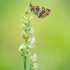 Heath fritillary - Melitaea athalia  | Fotografijos autorius : Eglė Vičiuvienė | © Macronature.eu | Macro photography web site