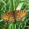 Heath fritillary - Melitaea athalia  | Fotografijos autorius : Deividas Makavičius | © Macronature.eu | Macro photography web site