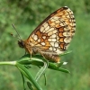 Heath fritillary - Melitaea athalia  | Fotografijos autorius : Deividas Makavičius | © Macronature.eu | Macro photography web site