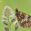 Paprastoji šaškytė - Melitaea athalia | Fotografijos autorius : Arūnas Eismantas | © Macronature.eu | Macro photography web site