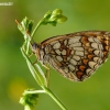 Heath fritillary - Melitaea athalia | Fotografijos autorius : Darius Baužys | © Macronature.eu | Macro photography web site