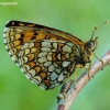 Heath fritillary - Melitaea athalia | Fotografijos autorius : Romas Ferenca | © Macronature.eu | Macro photography web site