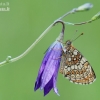 Heath fritillary - Melitaea athalia | Fotografijos autorius : Arūnas Eismantas | © Macronature.eu | Macro photography web site