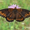 Heath fritillary - Melitaea athalia | Fotografijos autorius : Deividas Makavičius | © Macronature.eu | Macro photography web site